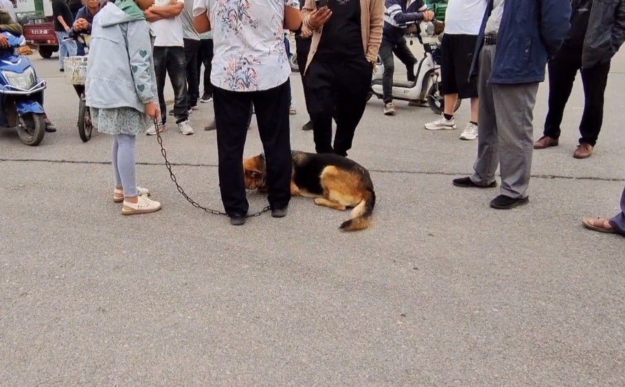 花8000元送去宠物学校的狗挨了打？媒体调查驯犬市场乱象